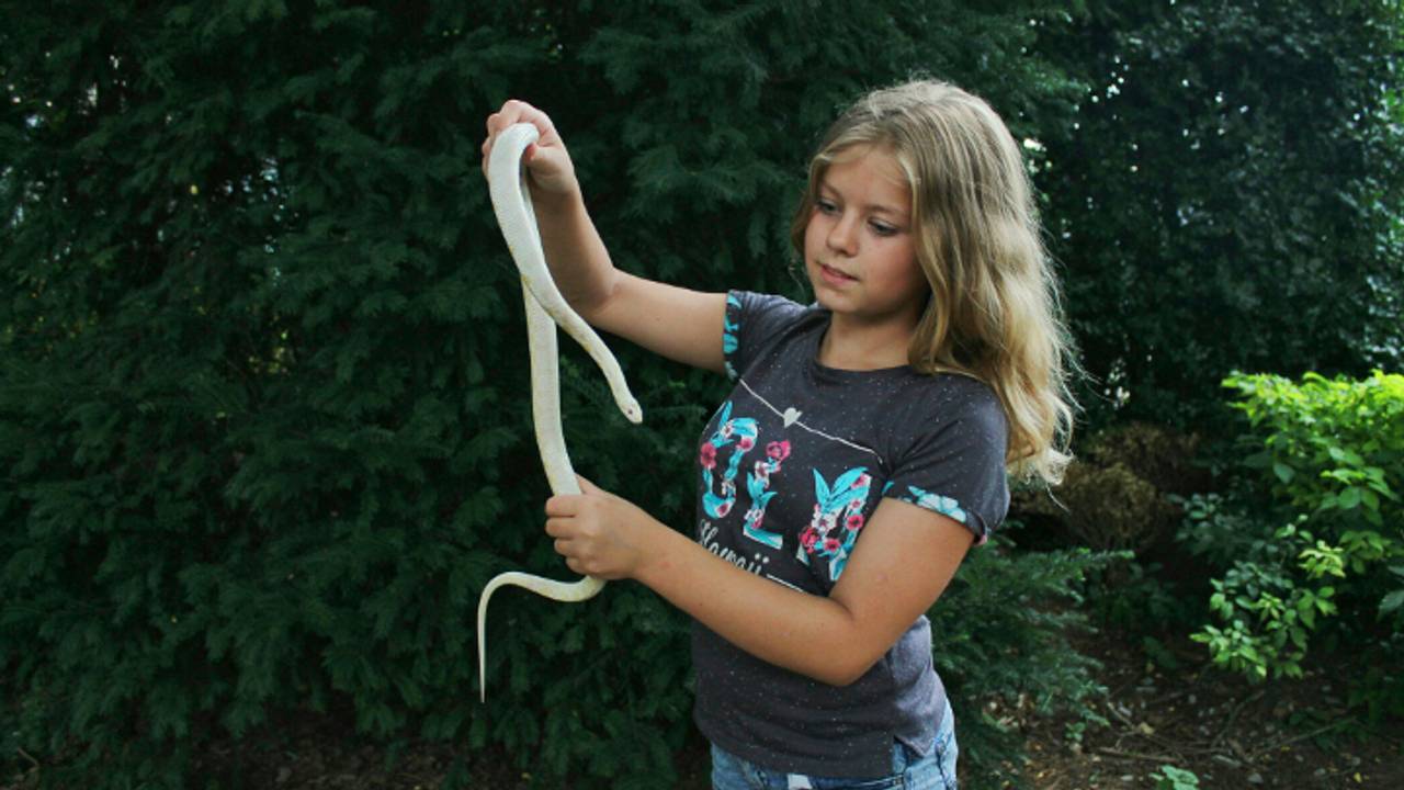 De ontsnapte slang (foto: Stefan Bron / Hendriks MultiMedia)