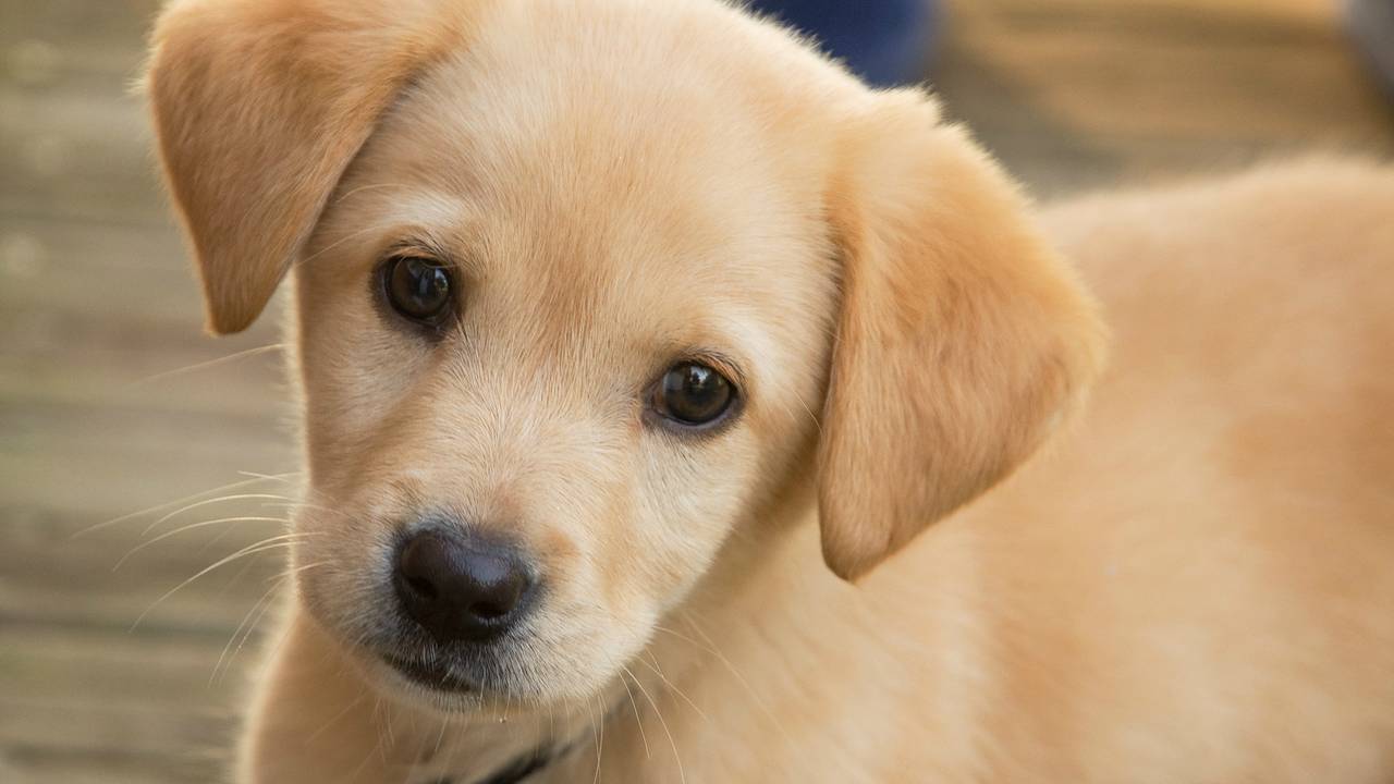 Archieffoto: Flickr/Jonathan Kriz