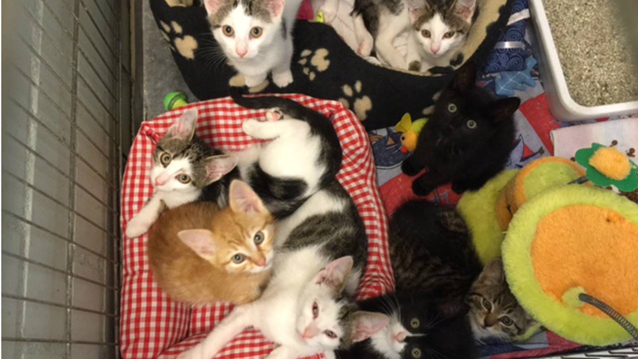 A virus fatal to cats has been discovered, and the animal shelter must close for two weeks