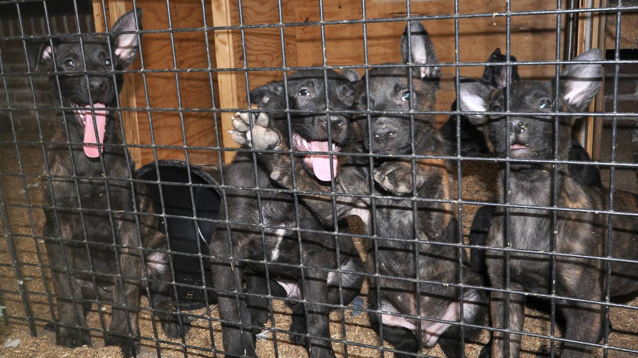 Een aantal van de aangetroffen pups. (Foto: Dik Nagtegaal/Dierenbescherming)