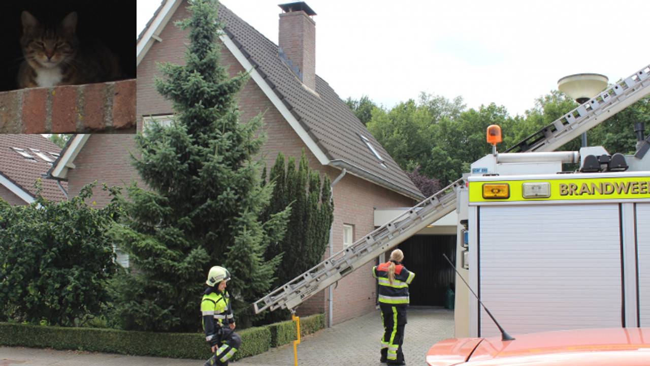 Kat in schoorsteen (foto: AS Media)