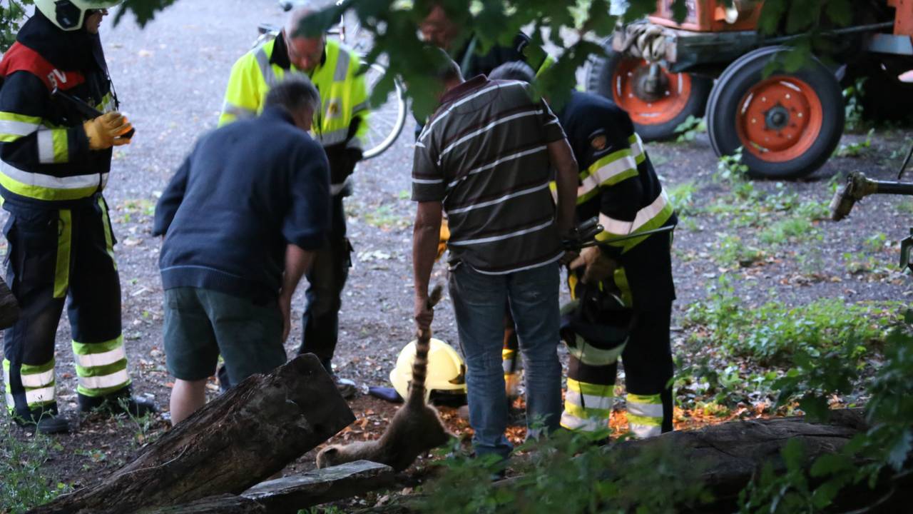 De ontsnapte neusbeer in Zeeland. (Foto: AS Media)