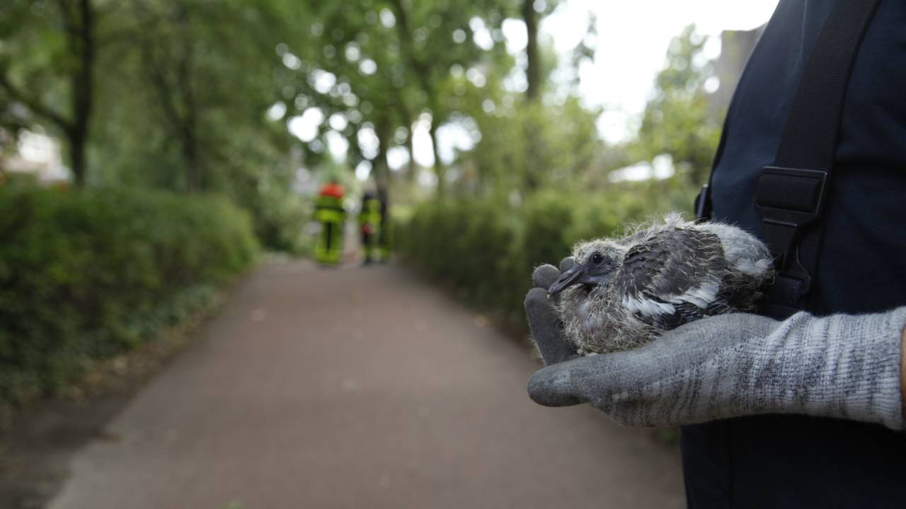 Buurtbewoners hebben zich over het vogeltje ontfermd. (foto: Christian Traets/SQ Vision)
