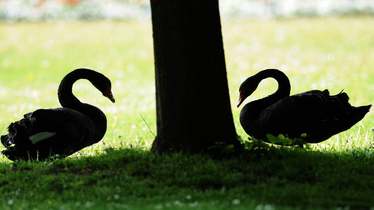 Zwarte zwanenkoppel terug naar Heeswijk-Dinther? (Foto: ANP)