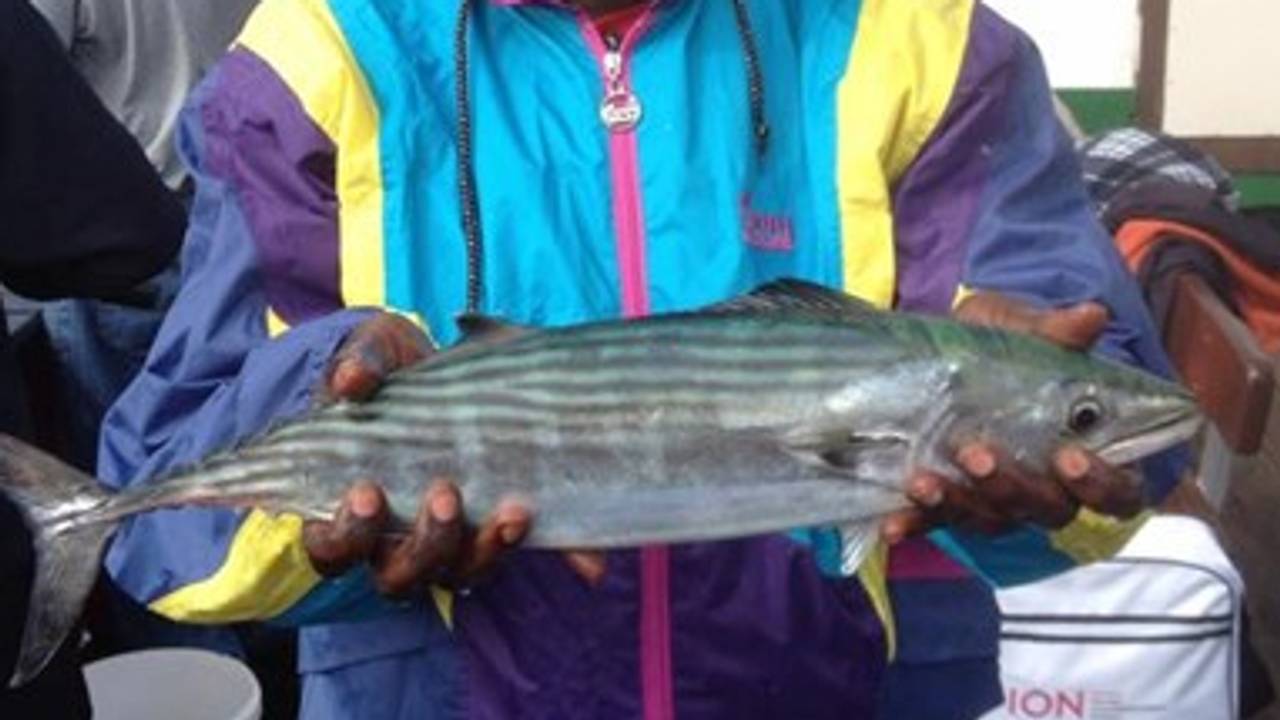 De gevangen mini-tonijn