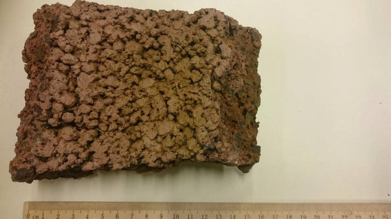 Foto: Team Surveillance Honden Oost-Brabant