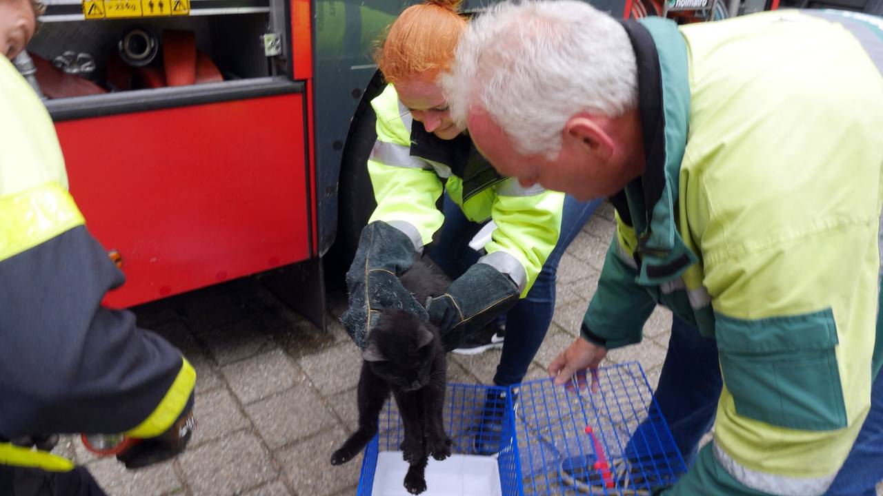 Het heeft heel wat moeit gekost maar het katje is in veiligheid. (Foto Perry Roovers/SQVision).