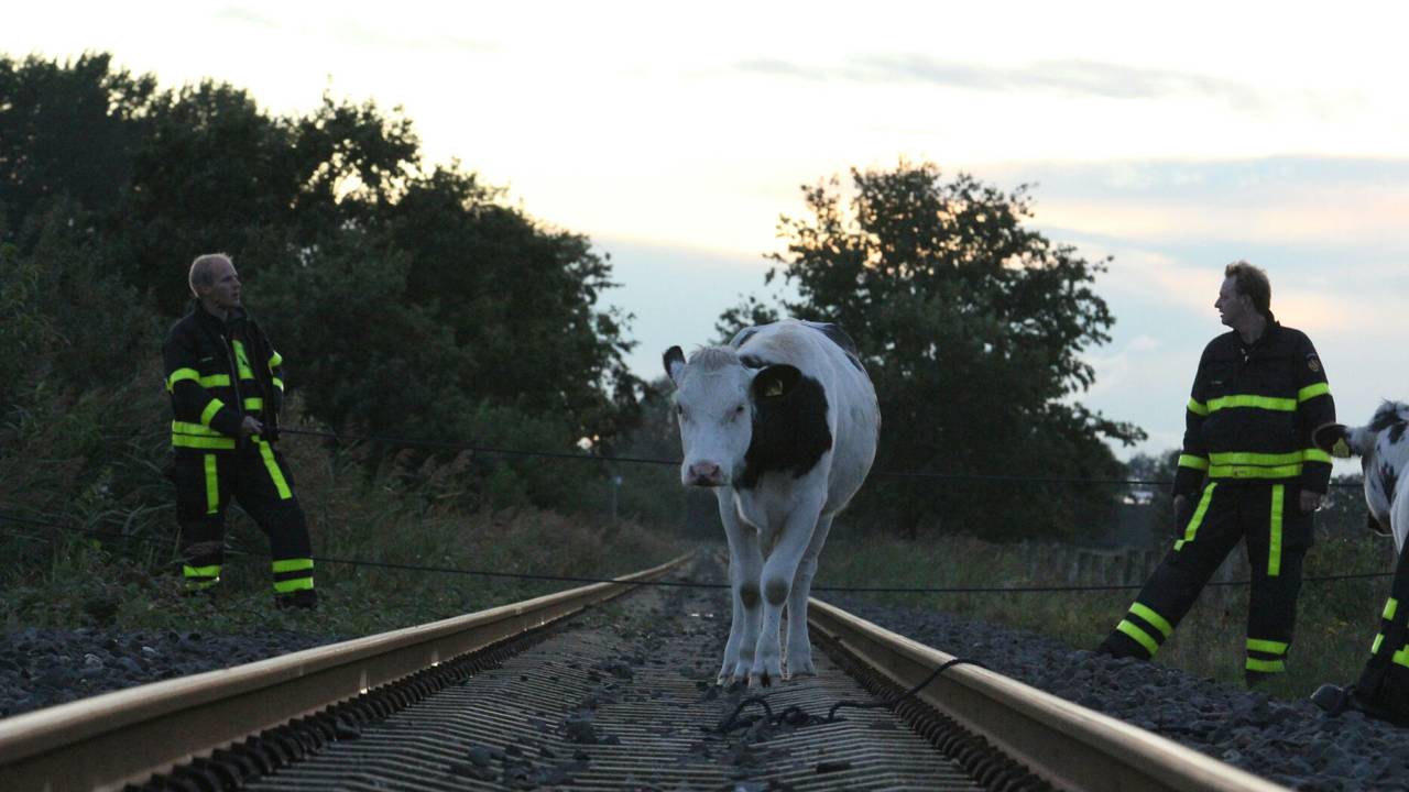 Een koe op het spoor bij Made. (foto: Stuve Fotografie).