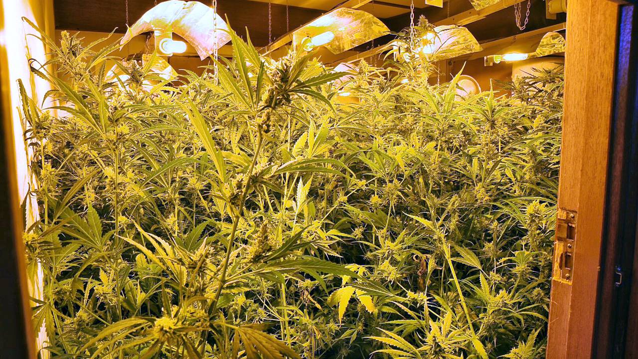 In een opgerolde kwekerij in Diessen stonden zeker duizend planten. Foto Toby de Kort/De Kort Media