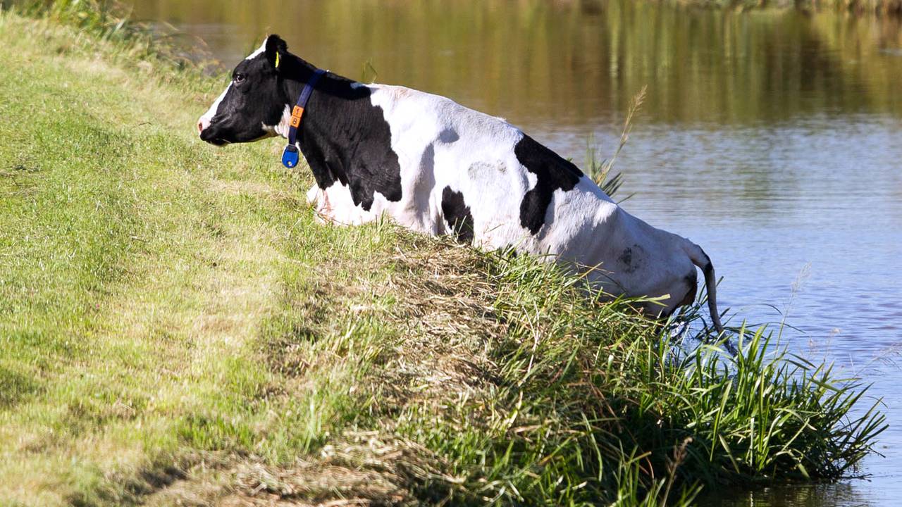 Gelukt! De koe kruipt op het droge. Foto Marcel van Dorst/SQVision