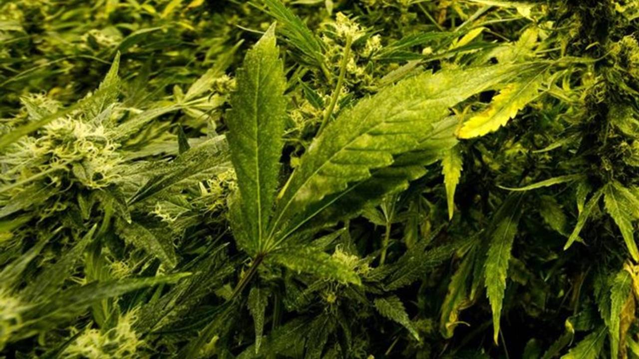 Drugspand in Raadhuisstraat Hoogerheide gesloten na vondst 21.000 hennepstekken