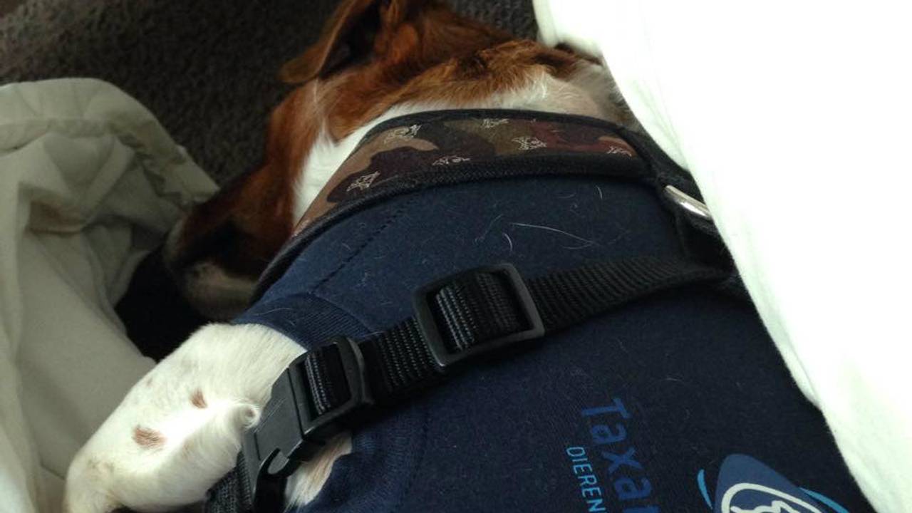 Poekie is weer thuis (foto: Mireille van Breda)