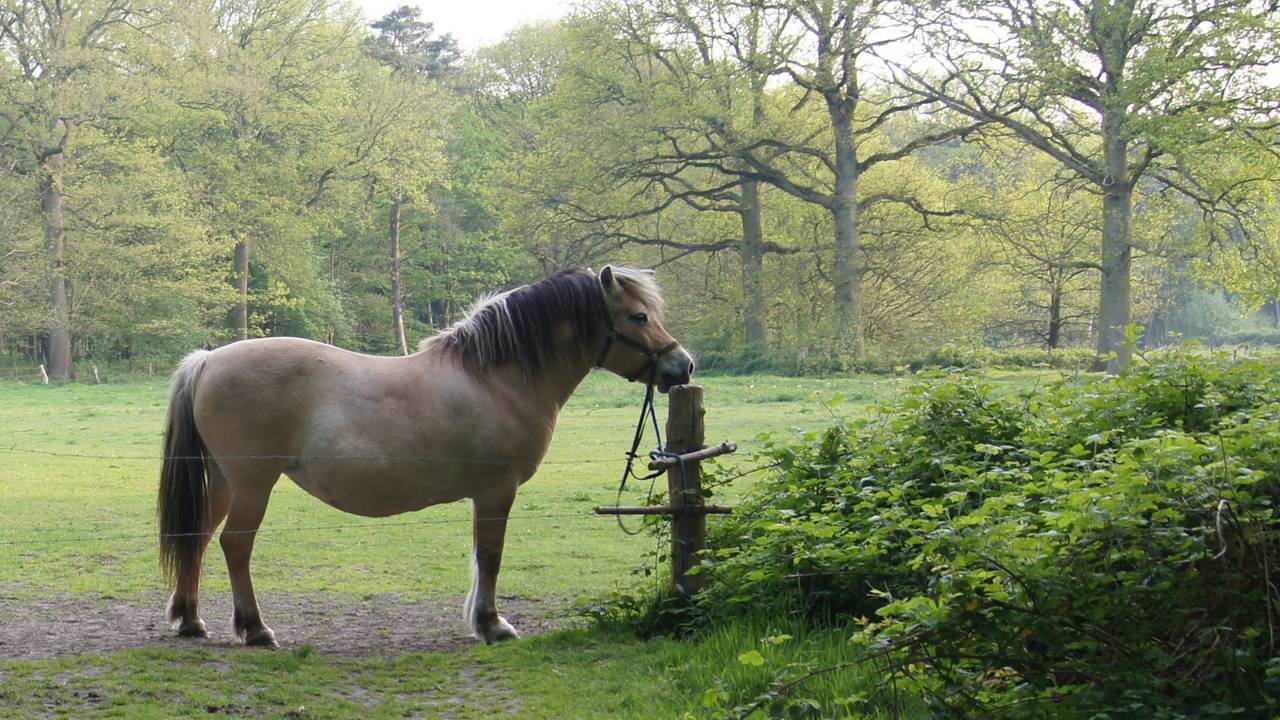 Liz van Zimmeren over haar geliefde paard Pebble