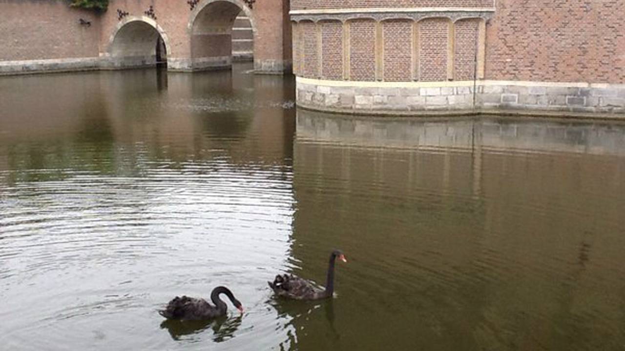 De nieuwe zwarte zwanen in de kasteelgracht. (Foto: Brabants Landschap/Twitter)