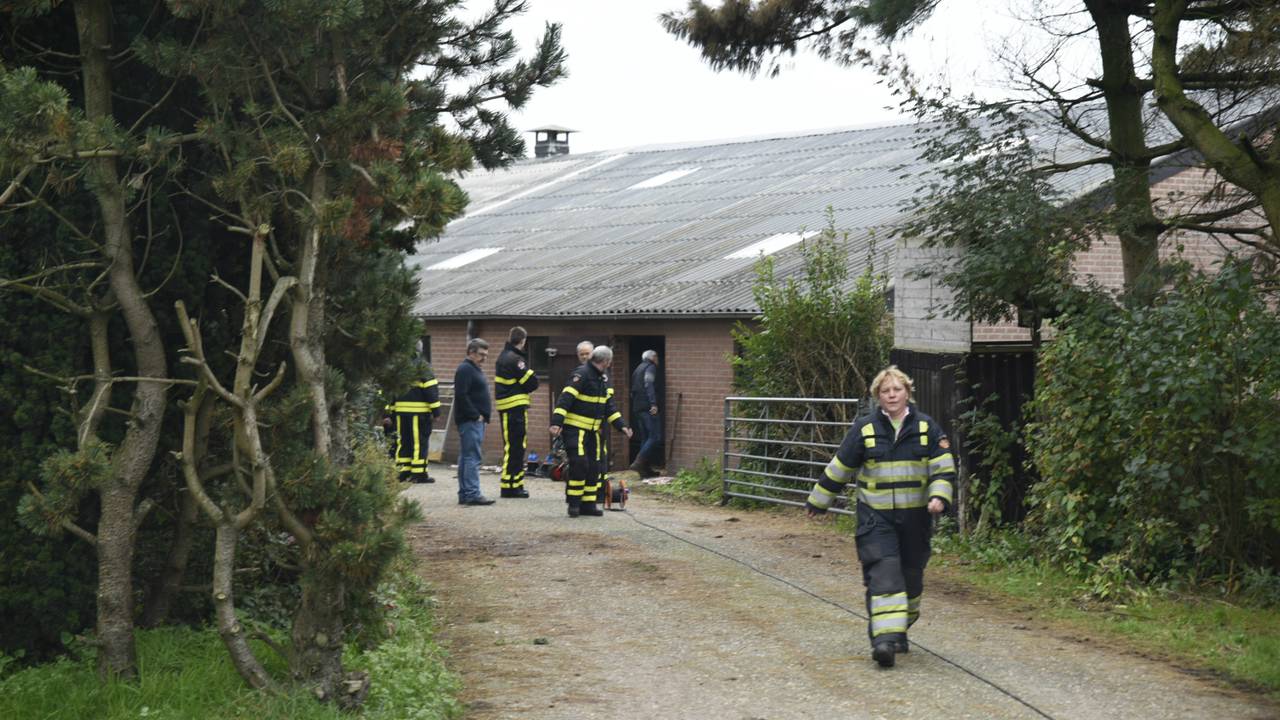 De brandweer moest de kalveren bevrijden. (Foto: Tom van der Put/SQ Vision)