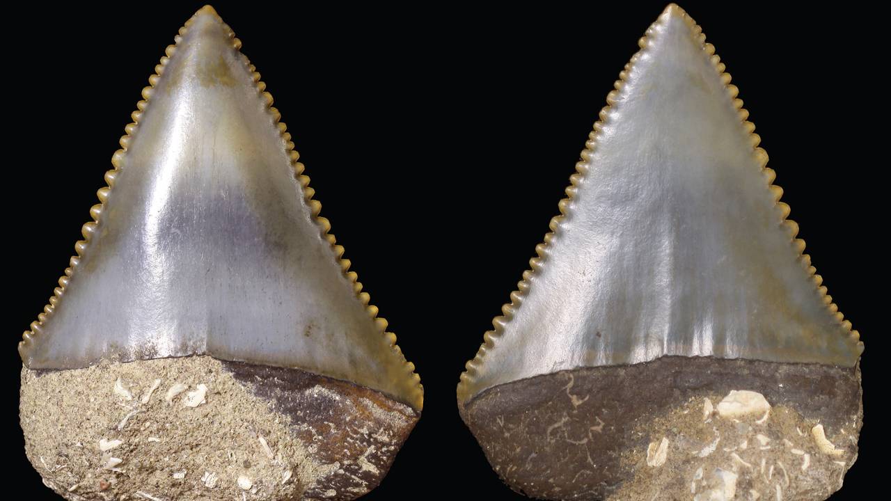 Oertijdmuseum trots op tand. (Oertijdmuseum De Groene Poort/Cainozoic Research)