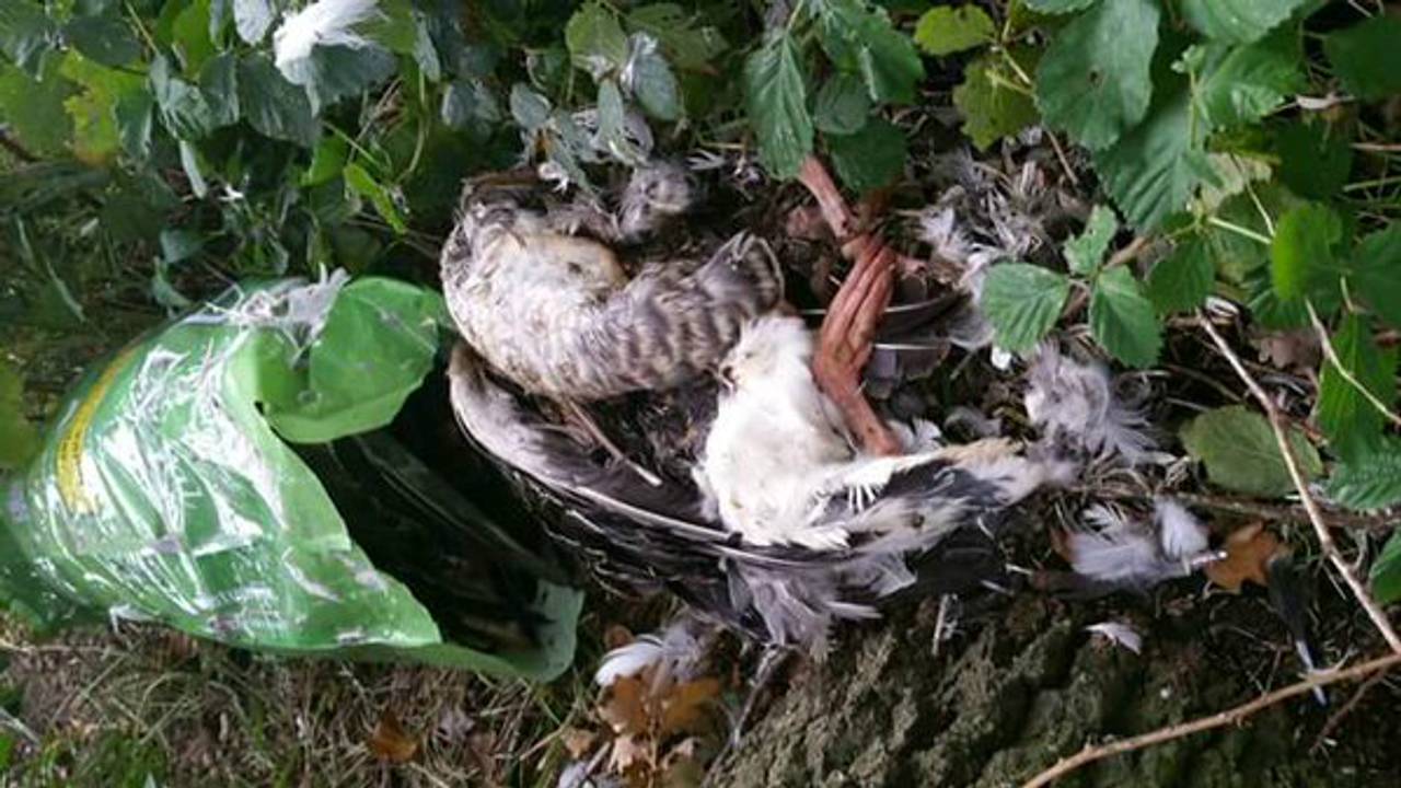 De lugubere vondst. (foto: Politie/Twitter)