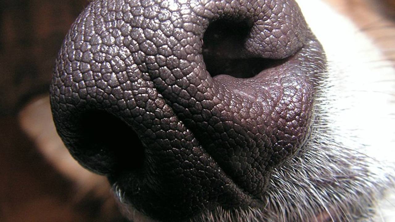 In Hoogerheide werd tot twee keer toe geprobeerd een hond te stelen. (archieffoto Piotr Grzwocz)