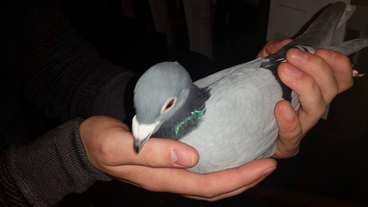 Golden Harry (foto: Dirk Verhoeven)