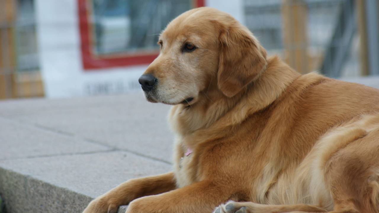Een golden retriever. (Archieffoto)