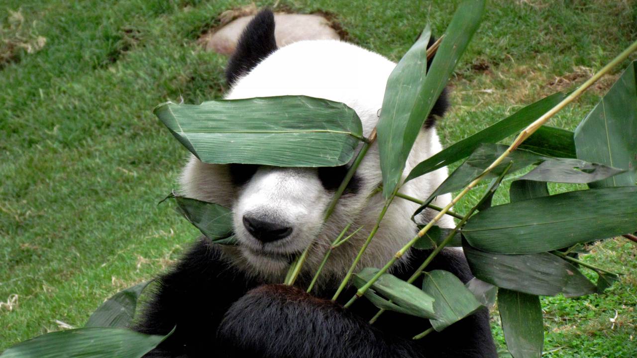 Per dag eet een panda ruim vijftig kilo bamboe. (Foto: RGB Stock)