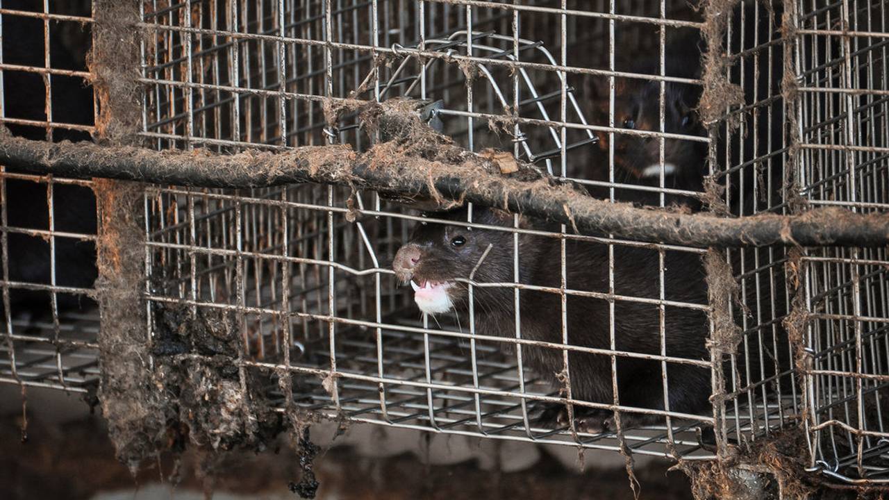 Een nerts in het nauw (foto: Stichting Animal Rights).