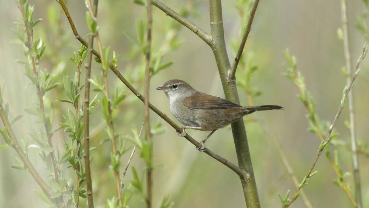 Een cetti's zanger