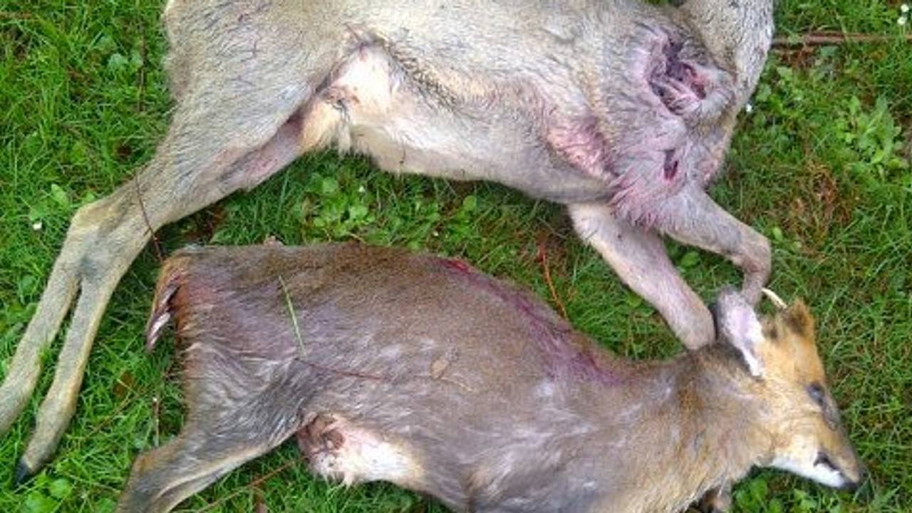 De dode herten. (foto: SAMF)