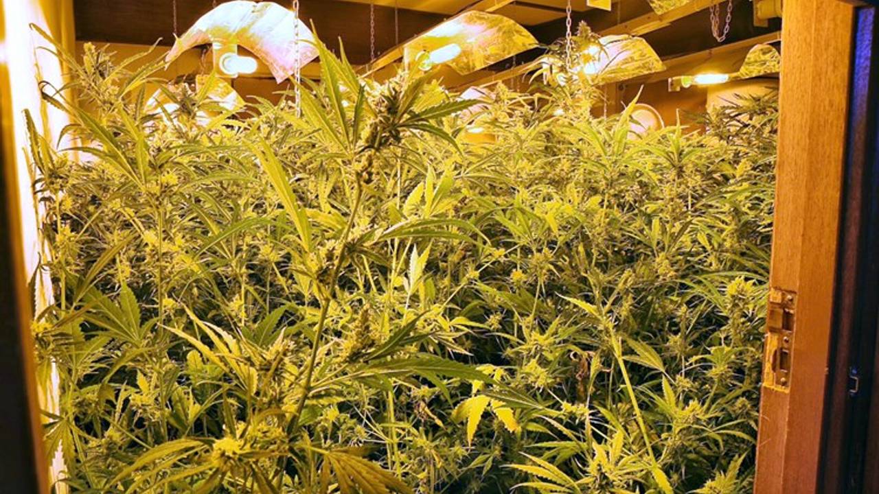 In een opgerolde kwekerij in Diessen stonden zeker duizend planten