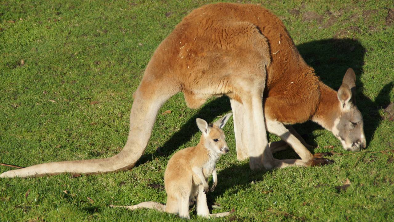 Foto: ZooParc Overloon.