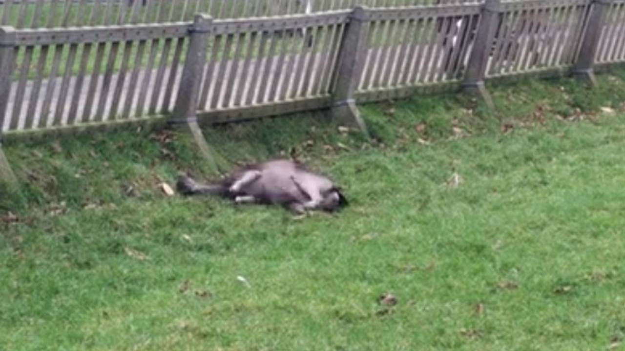 De stervende hinde. (Beeld: Harley van der Velden/Facebook)