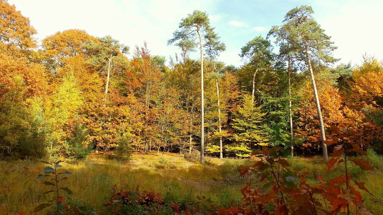 Het Mastbos ten zuiden van Breda (Archieffoto: Henk Voermans)