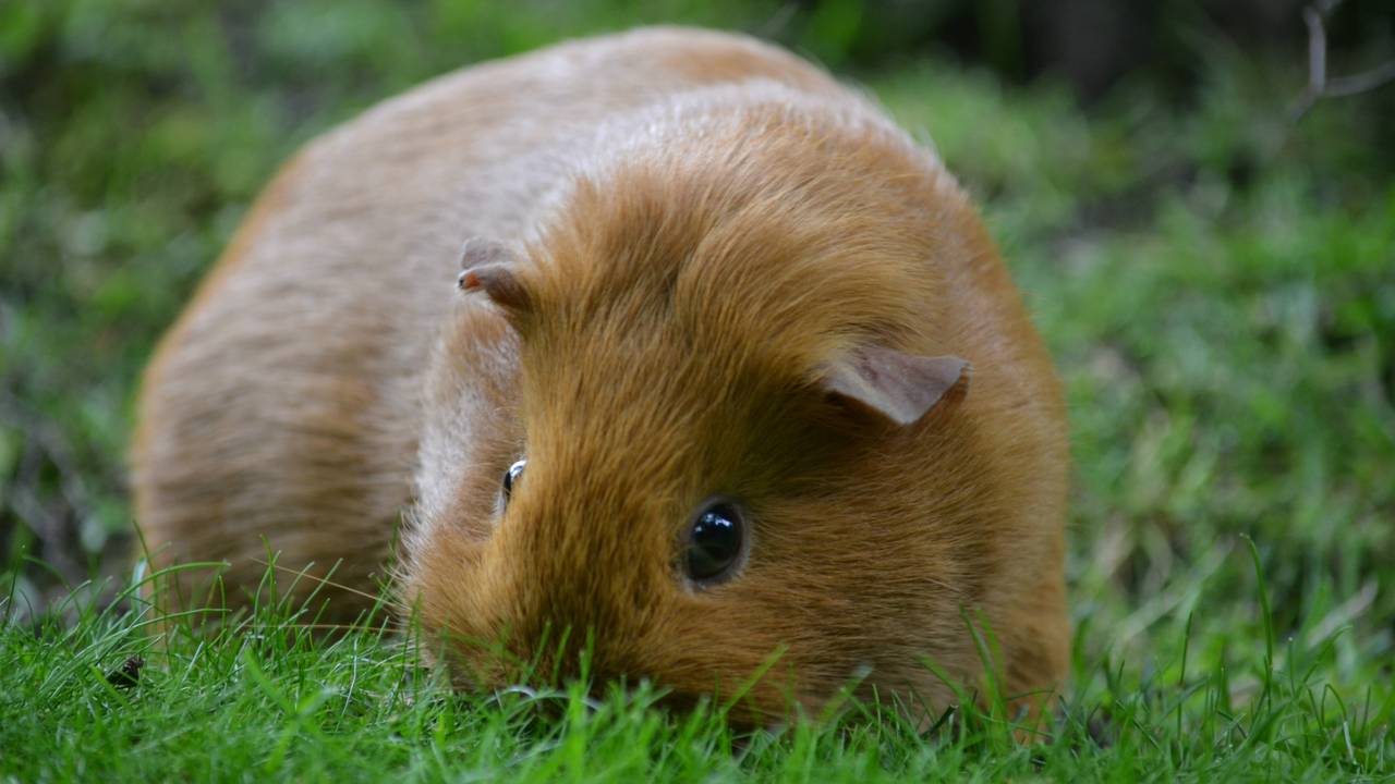 Opnieuw aantal cavia's gedumpt.