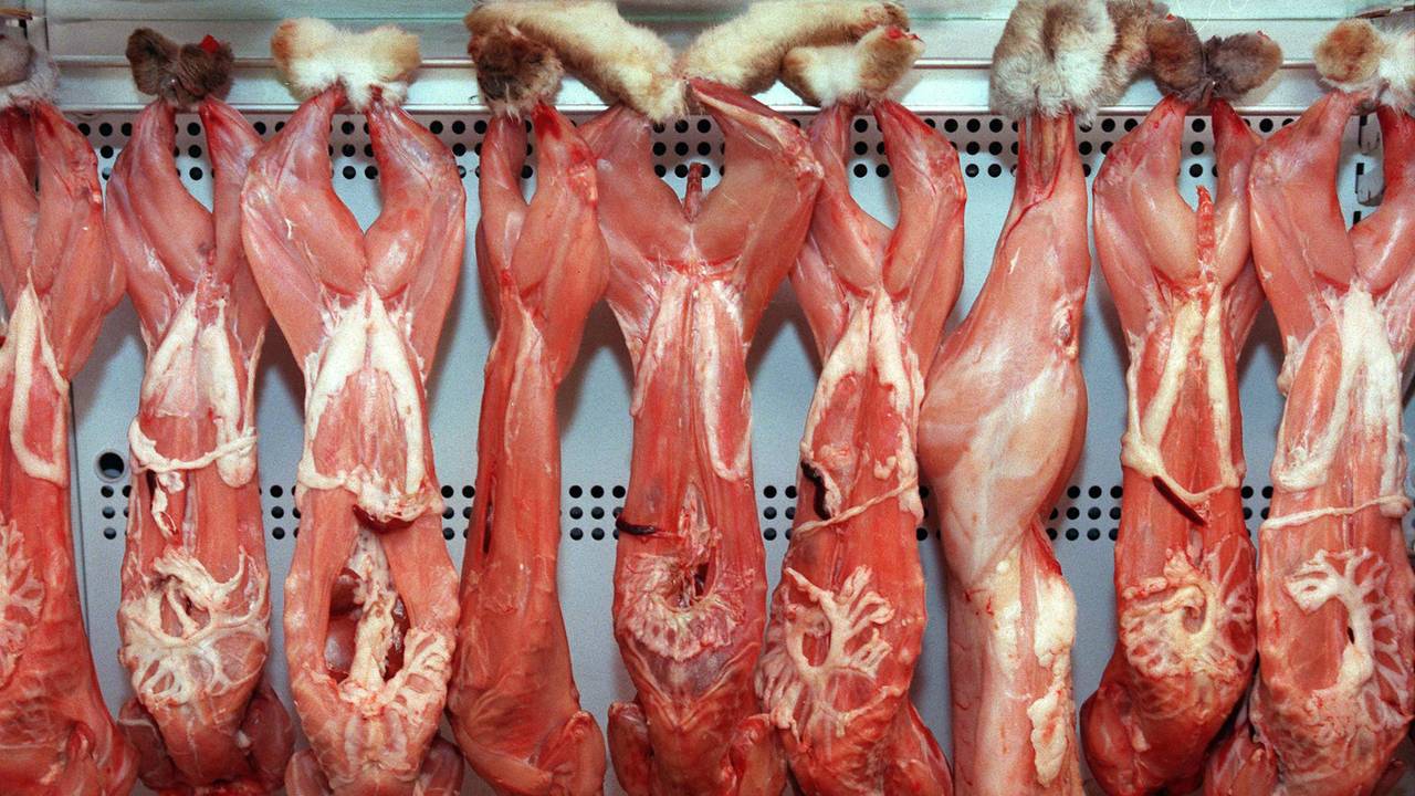 Kerstkonijntjes (Foto: ANP)