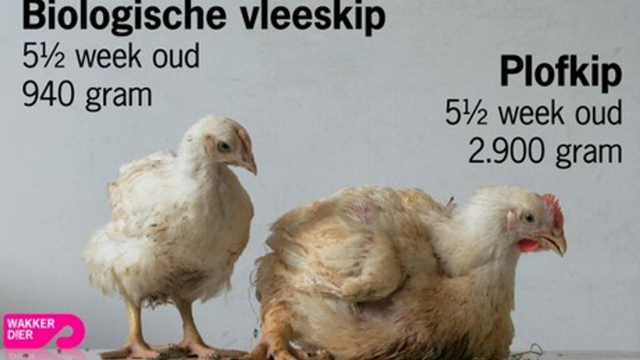 Vanaf half februari is er geen plofkip meer te vinden in de supermarkt.
