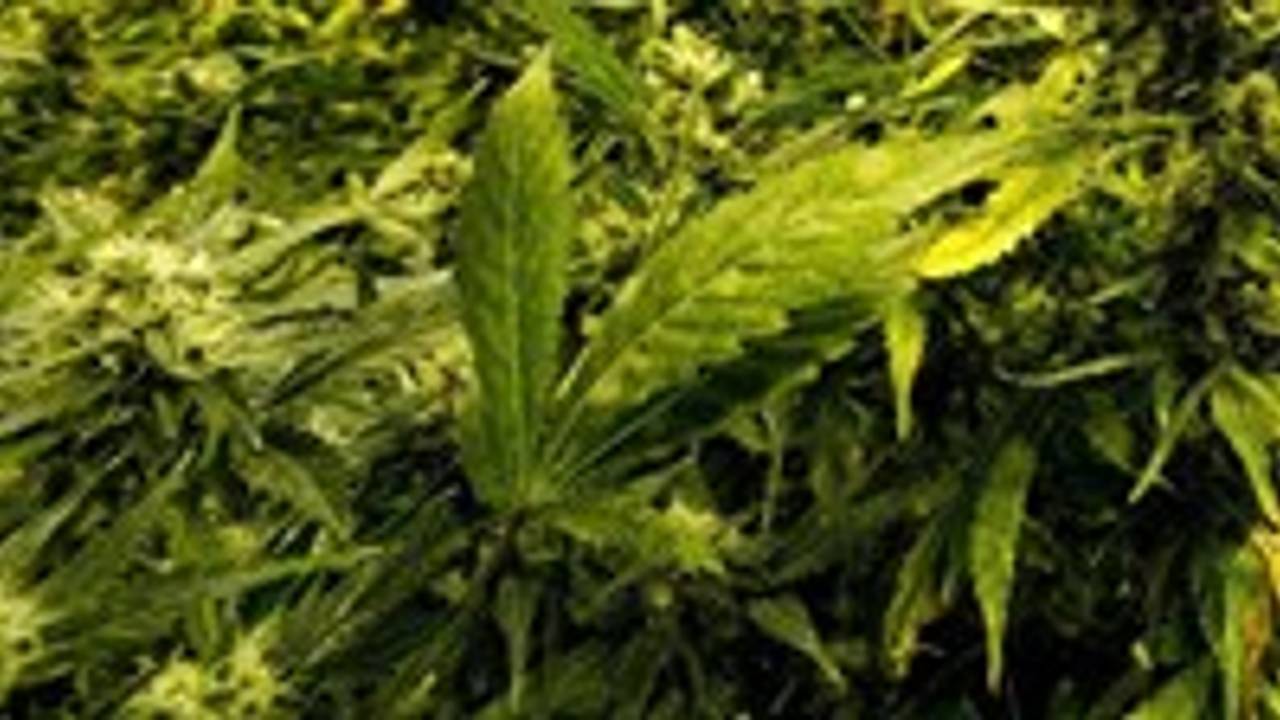 De Tilburger zou zich bezighouden met hennepteelt