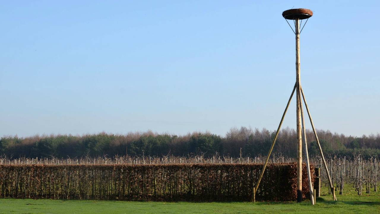 Het nest in Goirle kreeg een extra prijskaartje van de gemeente