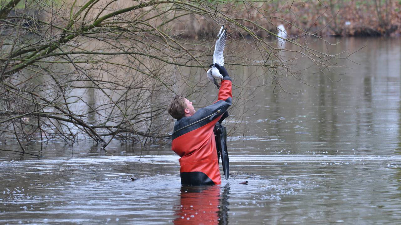De meeuw hing bungelend aan een tak. (Foto: Perry Roovers/SQ Vision Mediaprodukties)