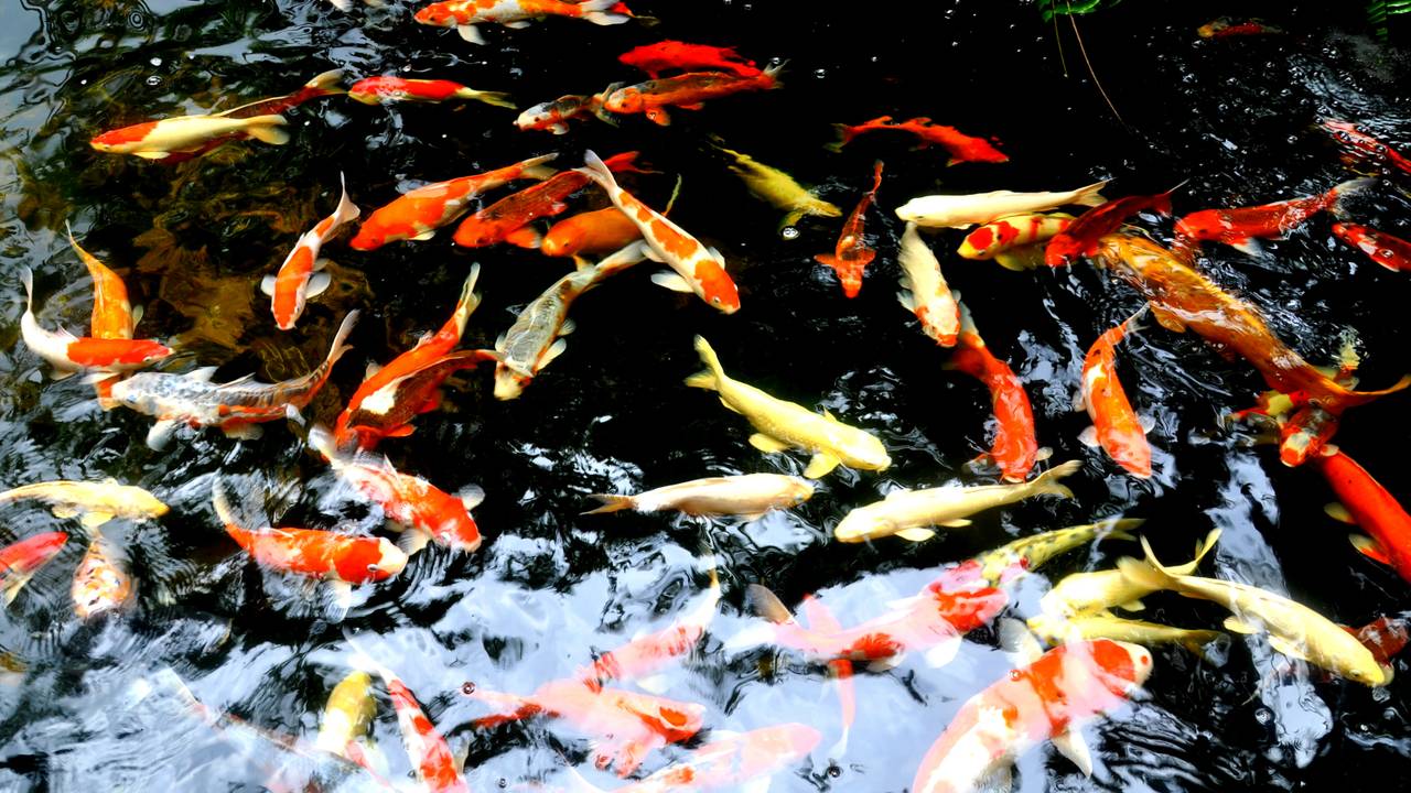 Koi-vijver (archieffoto: Flickr/Eustaguio Santimano)