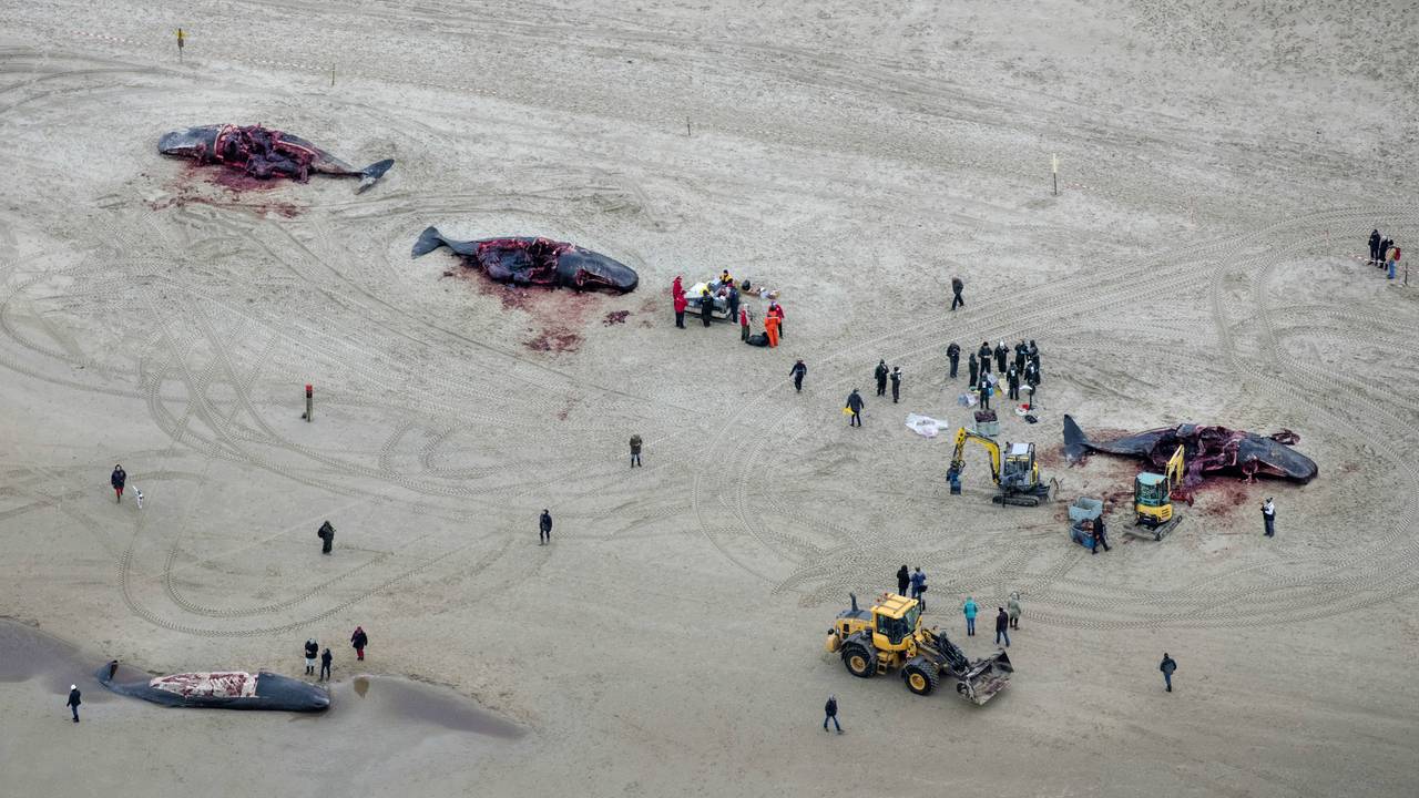 De gestrande potvissen in Texel. (Foto: ANP)