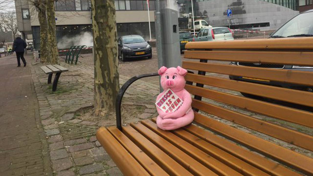 Eén van de twee varkens die de afgelopen week in de strijd zijn geworpen (foto: Emile Vaessen).