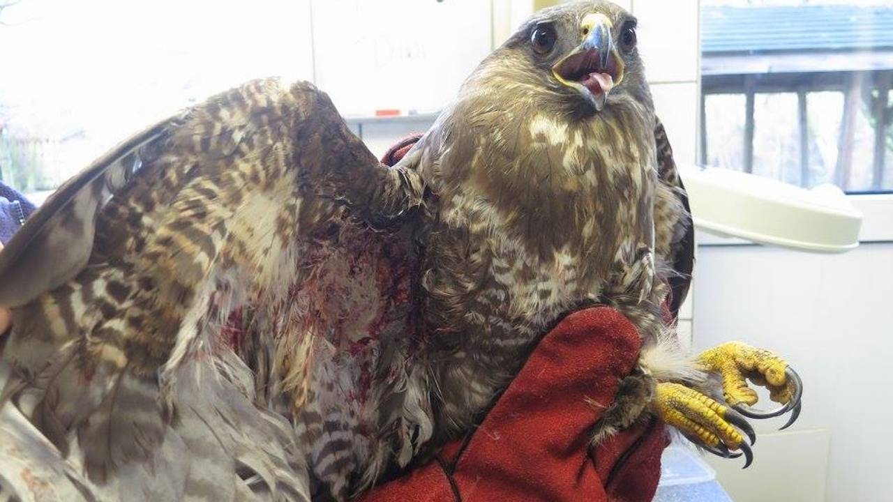 Foto: Vogelrevalidatiecentrum Zundert