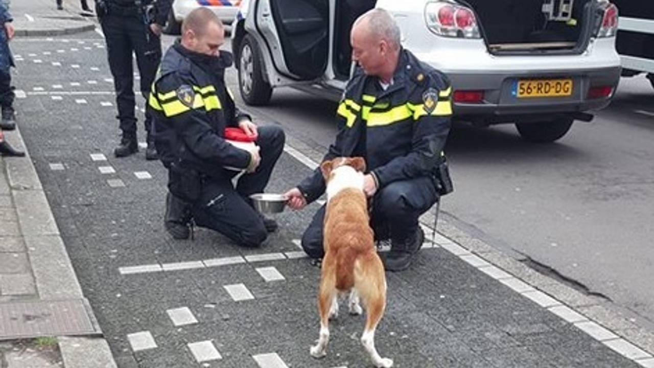 Foto: Politie Eindhoven (Facebook)