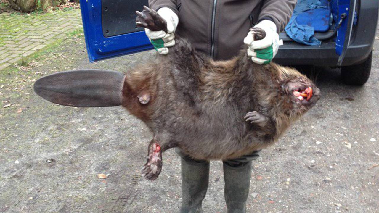 De dode bever in Nijnsel (foto: Mari de Bijl)