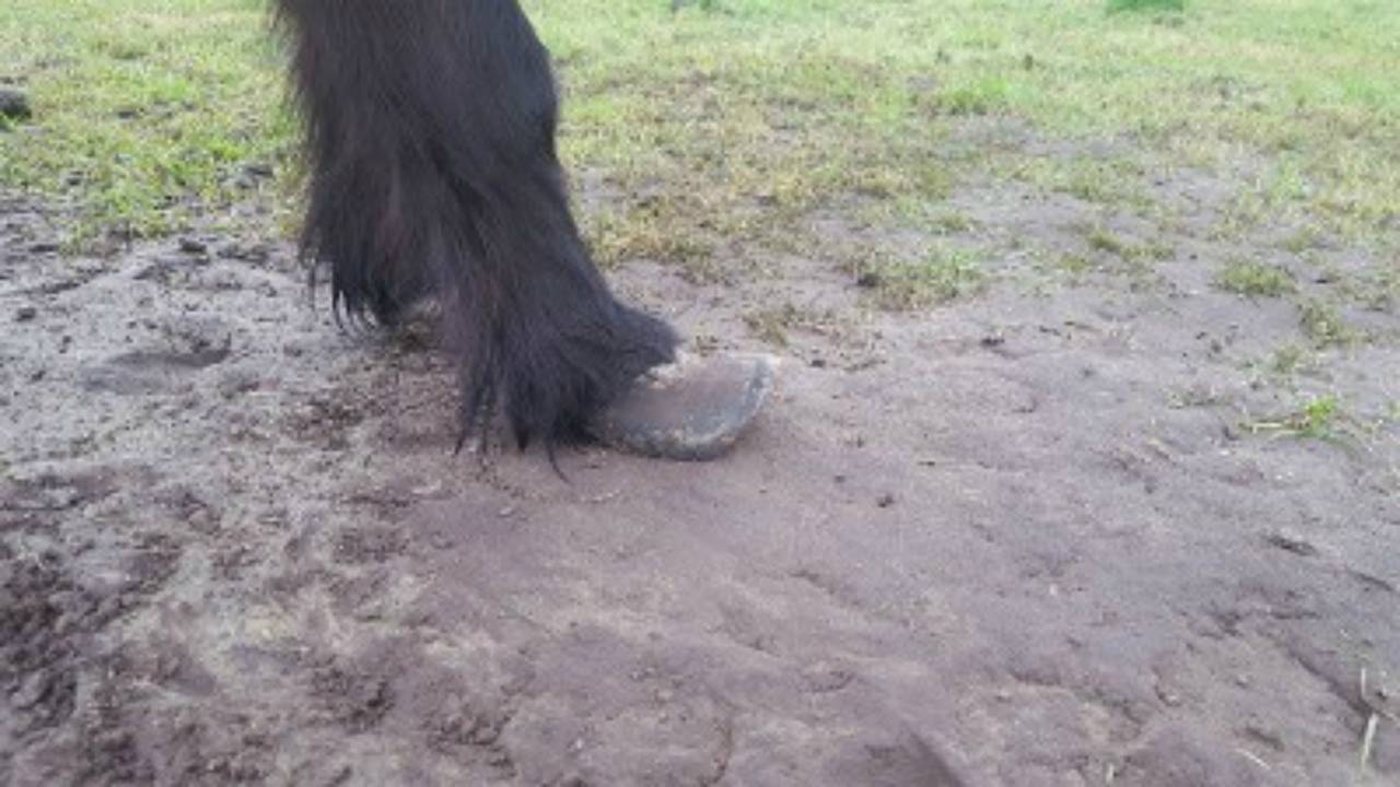 De hoeven van de pony's waren te lang. (foto: politie)