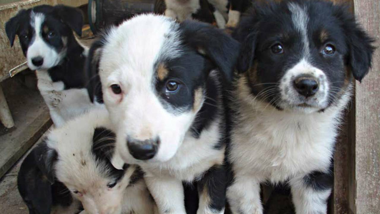 Een puppyhandelaar uit Hapert moet een boete van 65.000 euro betalen. (archieffoto: Lawrence Wright/Flickr)