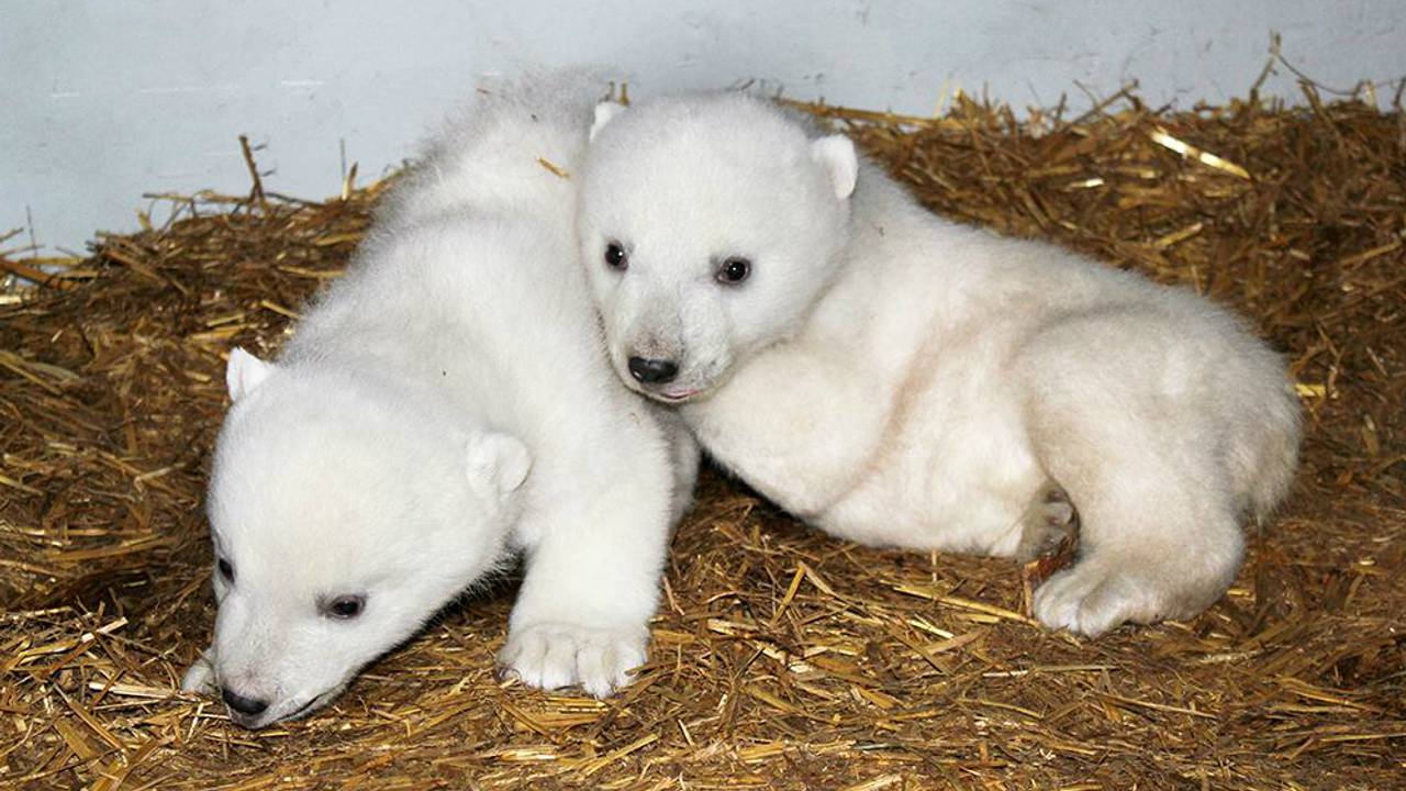 De ijsbeertweeling van Dierenrijk