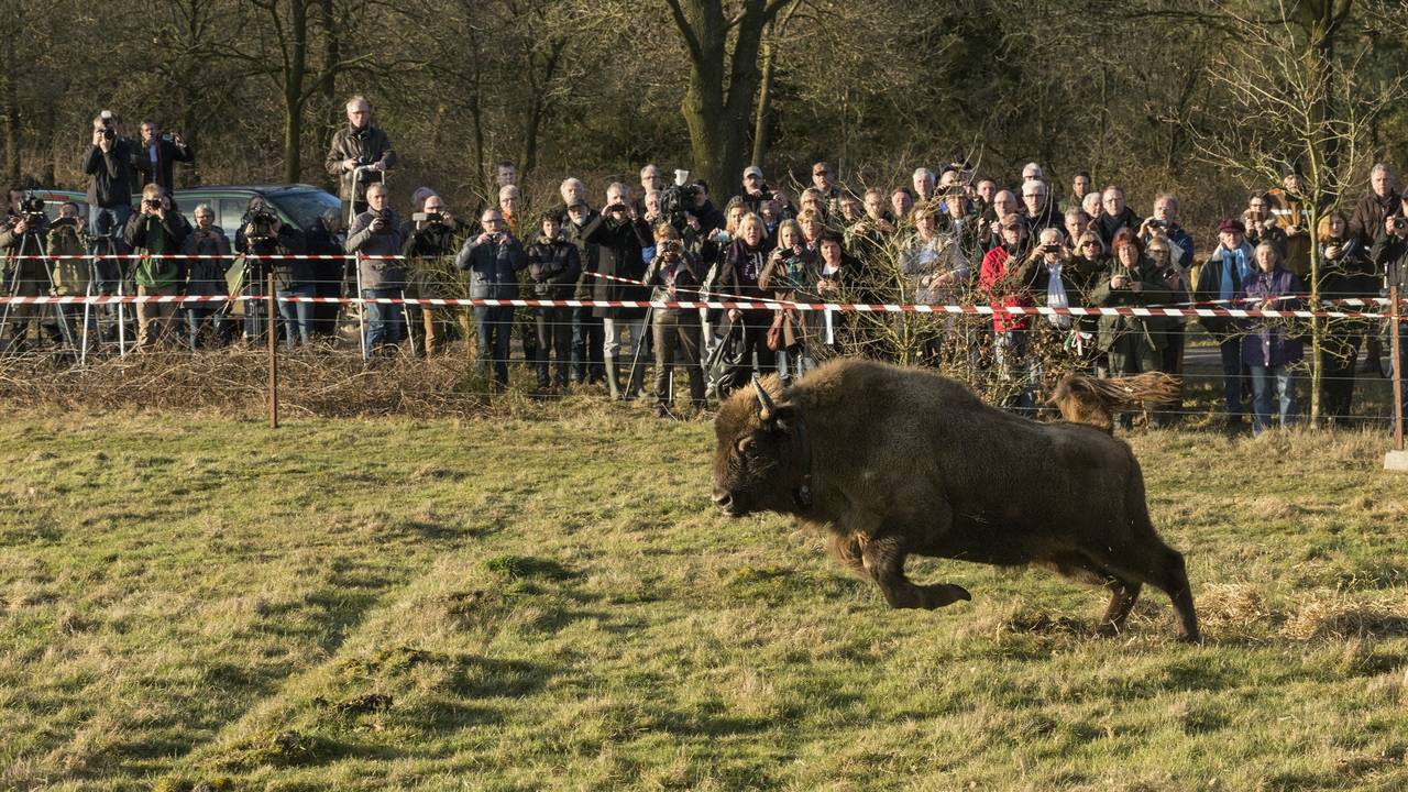 De wisent werd in maart uitgezet in de Maashorst.