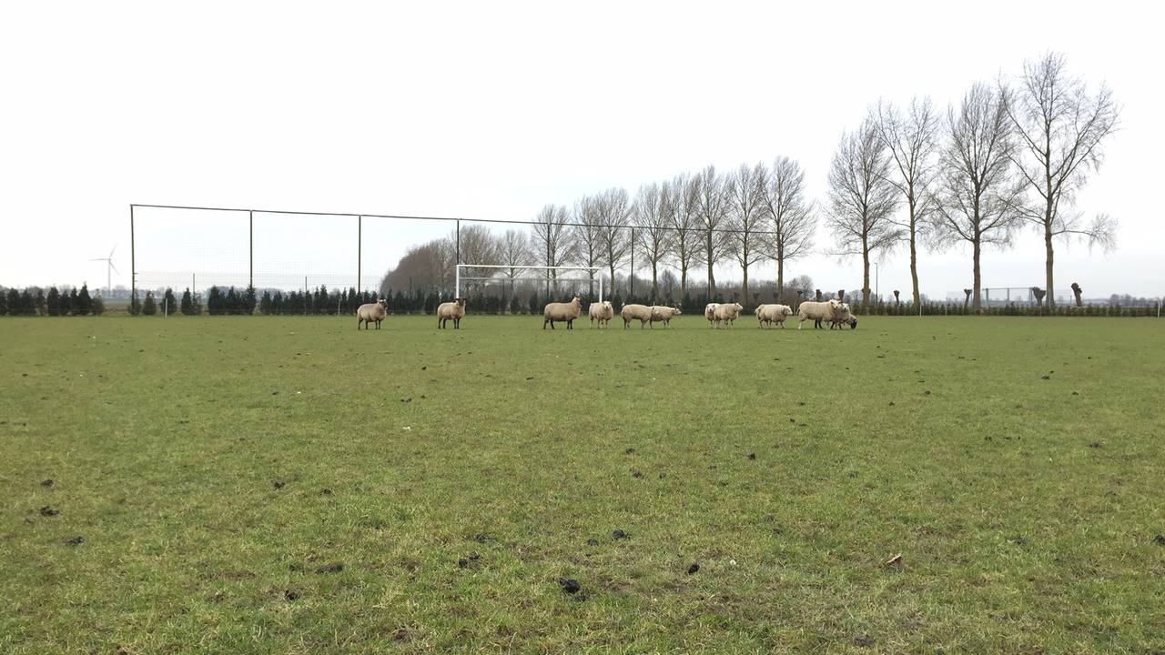 schapen maaien het veld