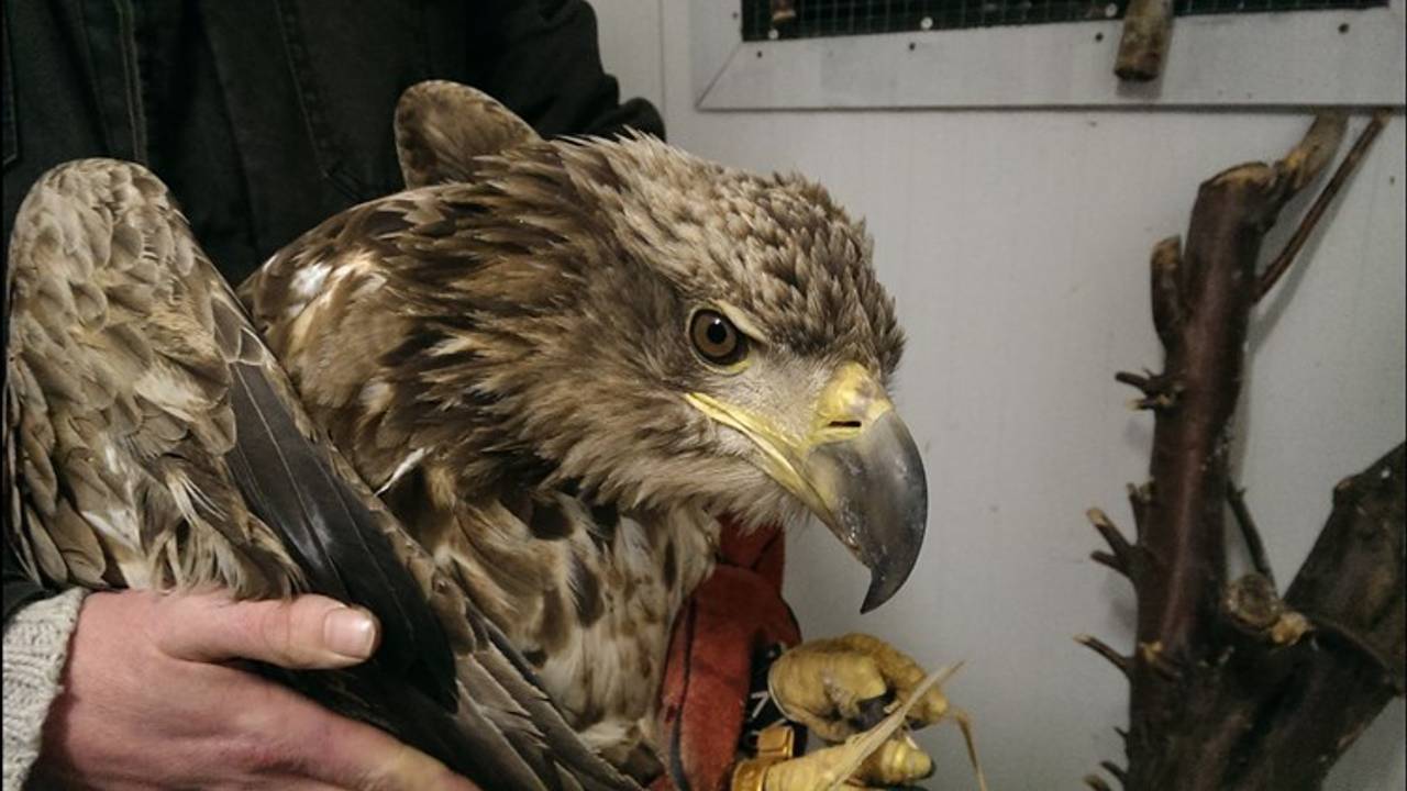 De zeearend werd direct behandeld tegen vergiftiging. (Foto: vogelrevalidatiecentrum Zundert)